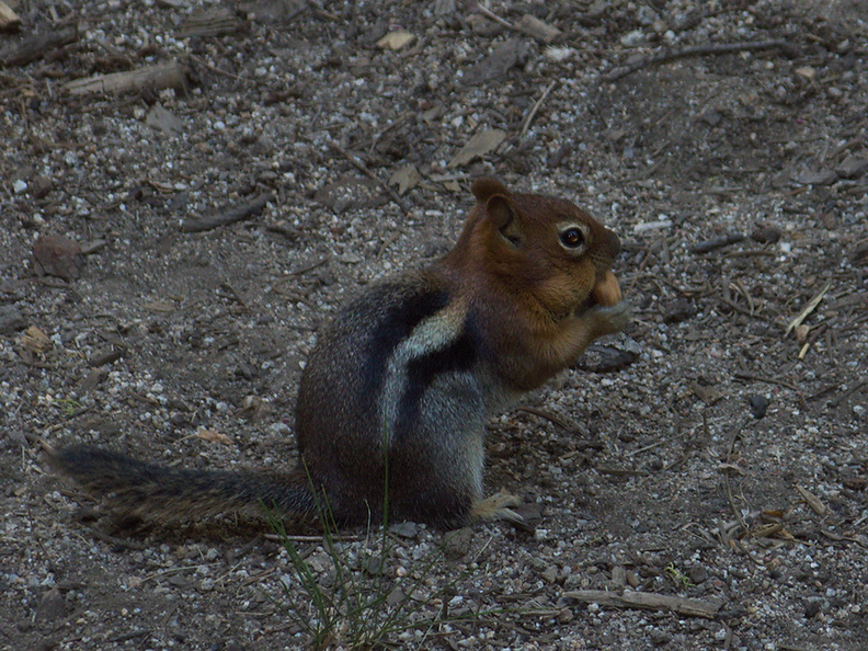 chipmunk-with-full-cheeks-Stony-Creek-camp-SequoiaNP-2012-08-01-IMG_2471.jpg