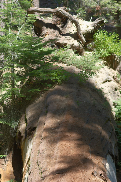 fallen-redwood-trunk-supporting-new-saplings-Crescent-Meadow-to-Museum-trail-SequoiaNP-2012-07-31.jpg