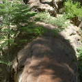 fallen-redwood-trunk-supporting-new-saplings-Crescent-Meadow-to-Museum-trail-SequoiaNP-2012-07-31