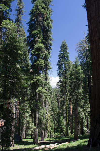 forest-view-near-Crescent-Meadow-SequoiaNP-2012-07-31-IMG_6411.jpg