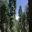 forest-view-near-Crescent-Meadow-SequoiaNP-2012-07-31-IMG 6411