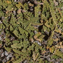 indet-fern-like-near-Heather-Lake-SequoiaNP-2012-08-02-IMG 6622