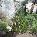 limber-pine-saplings-near-Heather-Lake-SequoiaNP-2012-08-02-IMG 2583