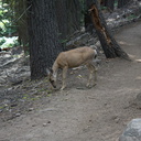 mule-deer-feeding-on-wolf-lichen-Heather-Lake-trail-SequoiaNP-2012-08-02-IMG 6658