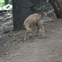 mule-deer-feeding-on-wolf-lichen-Heather-Lake-trail-SequoiaNP-2012-08-02-IMG 6659