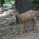 mule-deer-feeding-on-wolf-lichen-Heather-Lake-trail-SequoiaNP-2012-08-02-IMG 6661