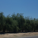 olive-farm-Central-Valley-SW-of-Kings-Canyon-2012-07-09-IMG 6197