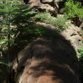 redwood-sapling-growing-on-fallen-trunk-Sequoia-NP-2012-07-31-IMG 6426
