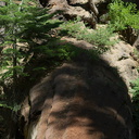 redwood-sapling-growing-on-fallen-trunk-Sequoia-NP-2012-07-31-IMG 6426