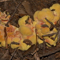 yellow-fungus-on-ground-litter-Heather-Lake-trail-SequoiaNP-2012-08-02-IMG 6549