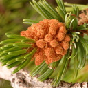 bristlecone-male-cones-Bryce-Canyon-Utah