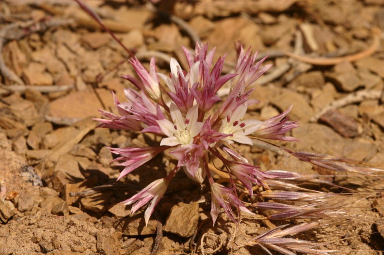 Allium-atrorubens-inyo-onion-flowers.jpg