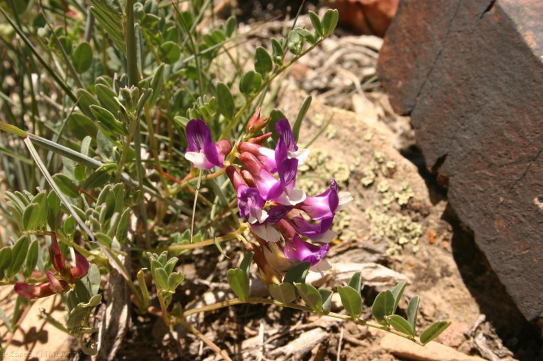 Astragalus-purshii-milkvetch