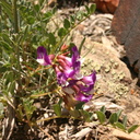 Astragalus-purshii-milkvetch