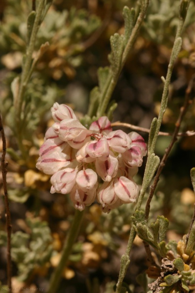 Eriogonum-fasciculatum-California-buckwheat-1