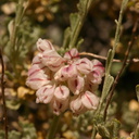 Eriogonum-fasciculatum-California-buckwheat-1