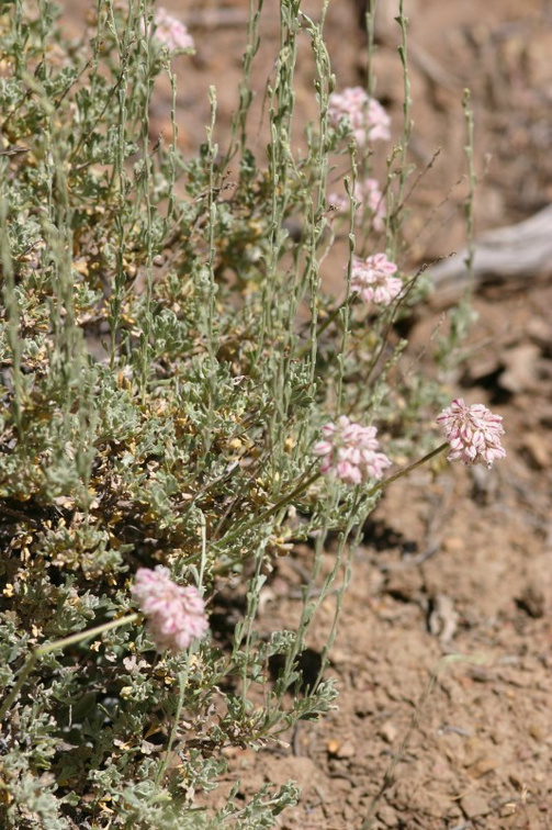 Eriogonum-fasciculatum-California-buckwheat-2