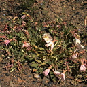 Oenothera-pink-indet-hot-springs-creek