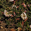 Oenothera pink1-hot-springs-creek