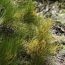 Phoradendron juniperinum4