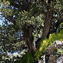 Phoradendron juniperinum5-hot-springs-creek