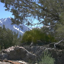 Phoradendron juniperinum view