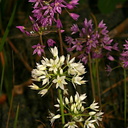 Allium June Lake