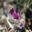 Astragalus-purshii-milkvetch-McGee-Creek-4