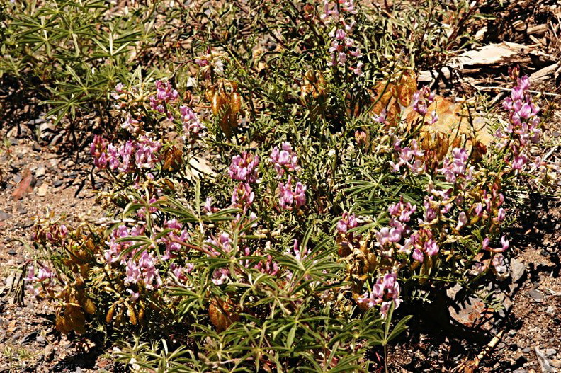 Astragalus-whitneyi-locoweed-McGee-Creek-4.jpg