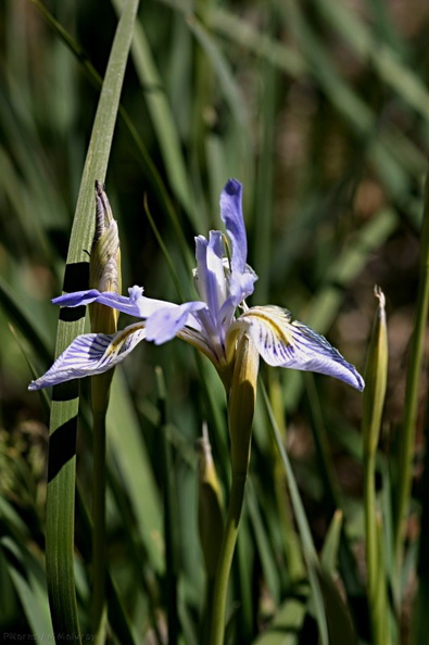 Iris-missouriensis-McGee-Creek-2.jpg