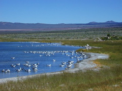 Mono-Lake-california-gulls-feeding-mm4