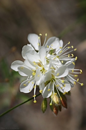Mono-Lake-crucifer-white-flower indet