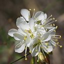 Mono-Lake-crucifer-white-flower indet