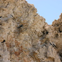 Mono-Lake-violet-green-swallows-nesting-on-tufa-mm2