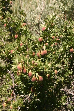 Prunus-andersonii-desert-peach-Mono-Lake-mm