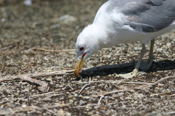 mono-lake-california-gulls-feeding-on-flies-img 4174