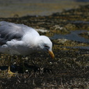 mono-lake-california-gulls-feeding-on-flies-img 4182-sm