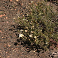 Leptodactylon-pungens-prickly-phlox-inyo-craters7