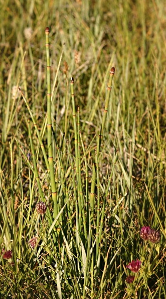 Equisetum-horsetail-owens-creek.jpg