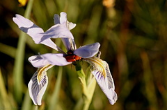Iris orange beetles Owens Creek