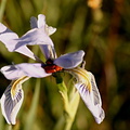 Iris orange beetles Owens Creek