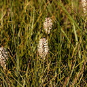 Polygonum-bistortoides-dirty-socks-Owens-Creek-3.jpg