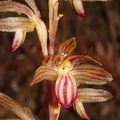 Corallorhiza-striata-striped-coralroot-orchid-Big-Basin-Redwoods-SP-2015-06-01-IMG 0884