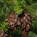 Douglas-fir-cones-Big-Basin-Redwoods-SP-2015-06-01-IMG 0893