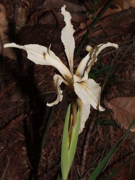 Iris-sp-missouriensis-Rocky-Mountain-iris-Big-Basin-Redwoods-SP-2015-06-01-IMG_0873.jpg
