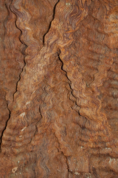 redwood-bark-Big-Basin-Redwoods-SP-2015-06-01-IMG_0842.jpg