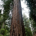 redwood-one-of-the-larger-ones-Big-Basin-Redwoods-SP-2015-06-01-IMG 0847