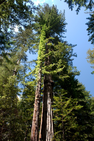 redwood-sapling-growing-from-base-Big-Basin-Redwoods-SP-2015-06-01-IMG_0850.jpg