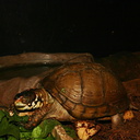 sf-aquarium-box-turtle-2006-06-29