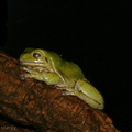 sf-aquarium-green-tree-frog-2006-06-29